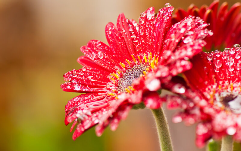 Red Gerbera Daisy — Vibrant, Photograph, Petals, Water Droplets, Stem