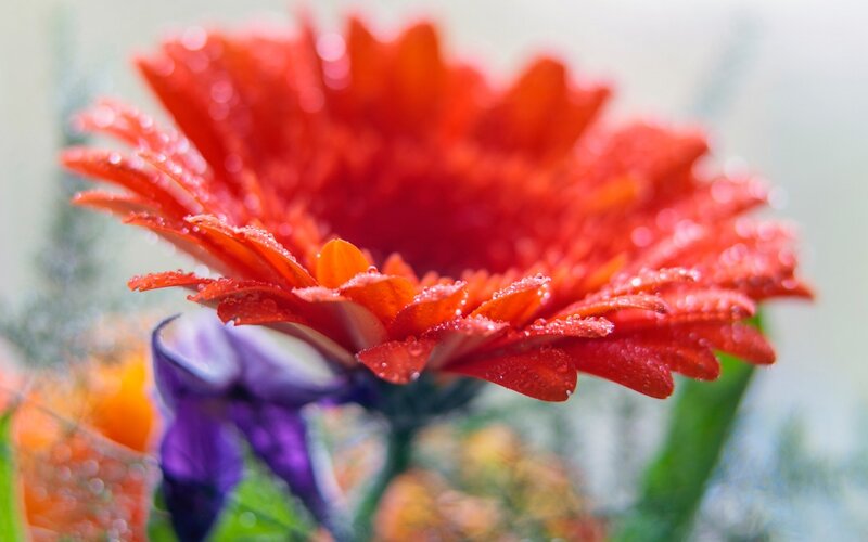 Red Gerbera Daisy — Vibrant, Photograph, Purple Flower