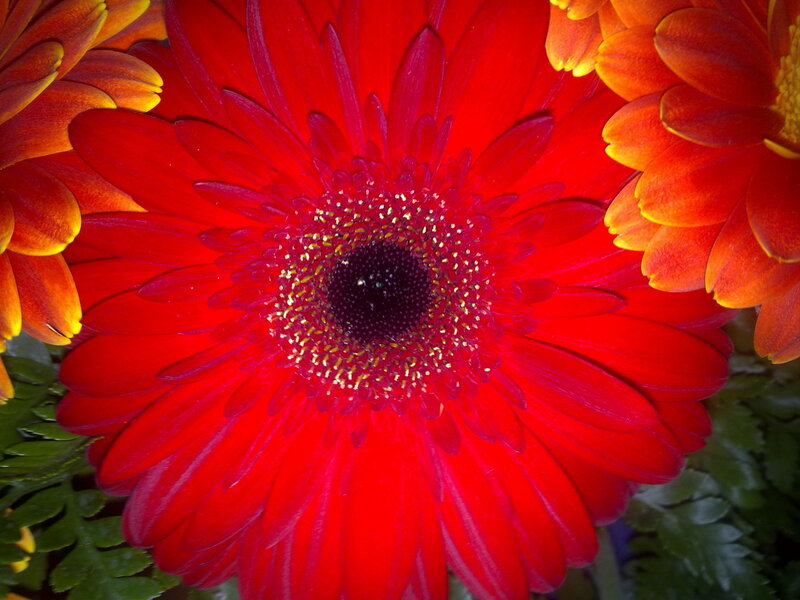 Red Gerbera Daisy — Vibrant, Photograph