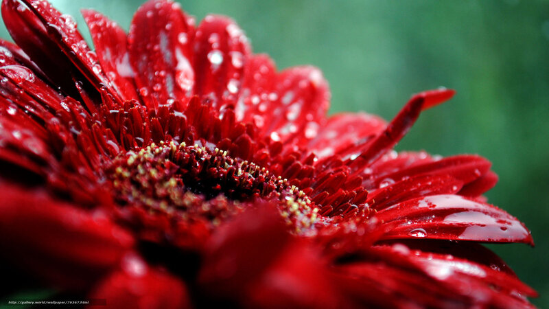 Red Gerbera Daisy — Vibrant, Photograph, Water Droplets