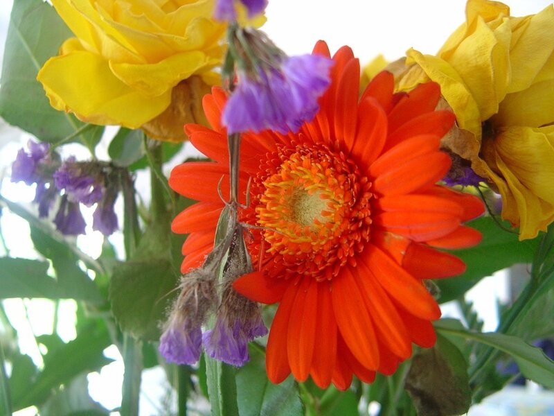 Red Gerbera Daisy — Vibrant, Photograph, Yellow Roses