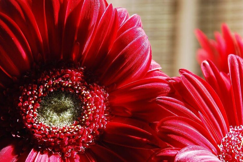 Red Gerbera Daisy — Vibrant