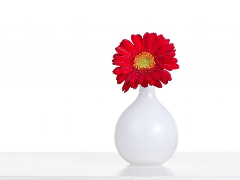 Red Gerbera Daisy — White, Minimalist