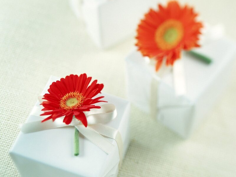 Red Gerbera Daisy — White