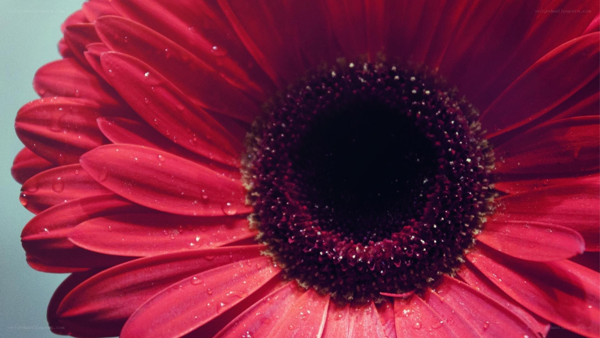 red gerbera daisy with water droplets