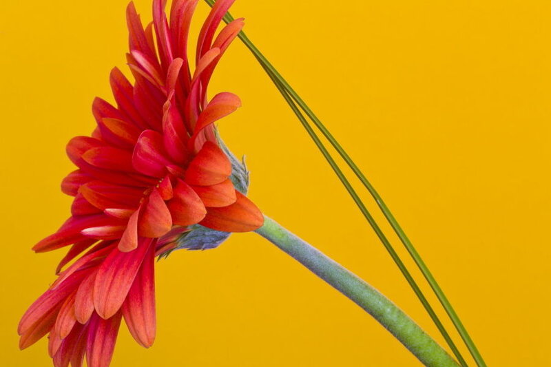 Red Gerbera Daisy — Yellow