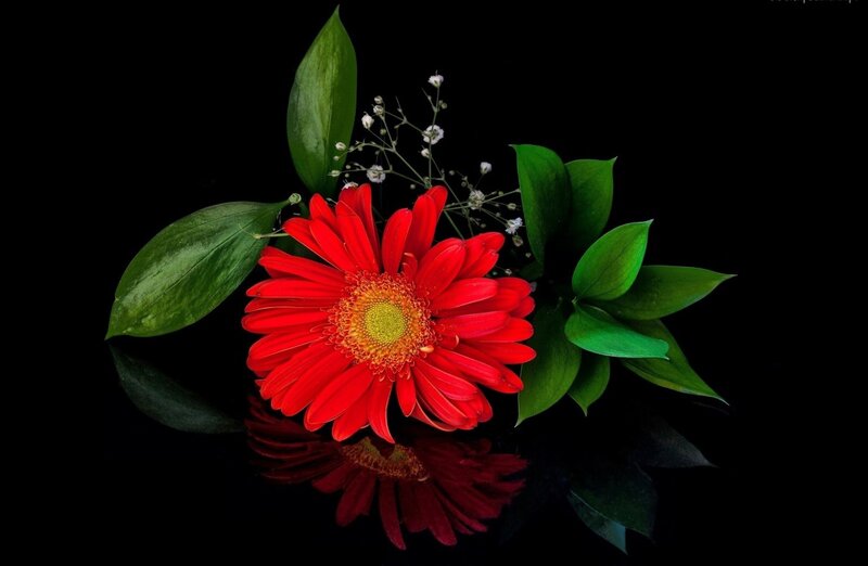 Red Gerbera Flower — Dramatic, Photograph, Green Leaves