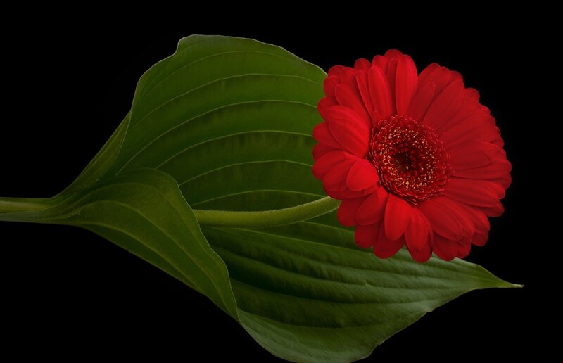 Red Gerbera Flower — Dramatic, Photograph