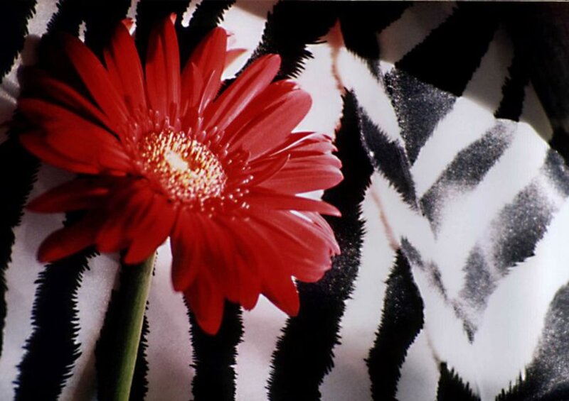 Red Gerbera Flower — Dramatic, Photograph, Zebra Print Fabric