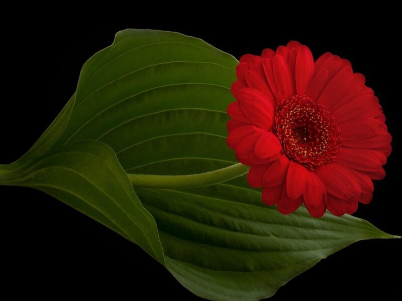 Red Gerbera Flower — Dramatic