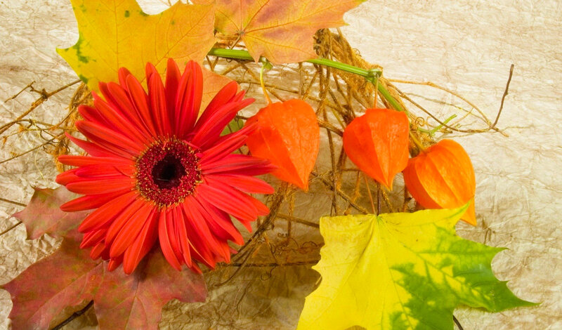 Red Gerbera Flower