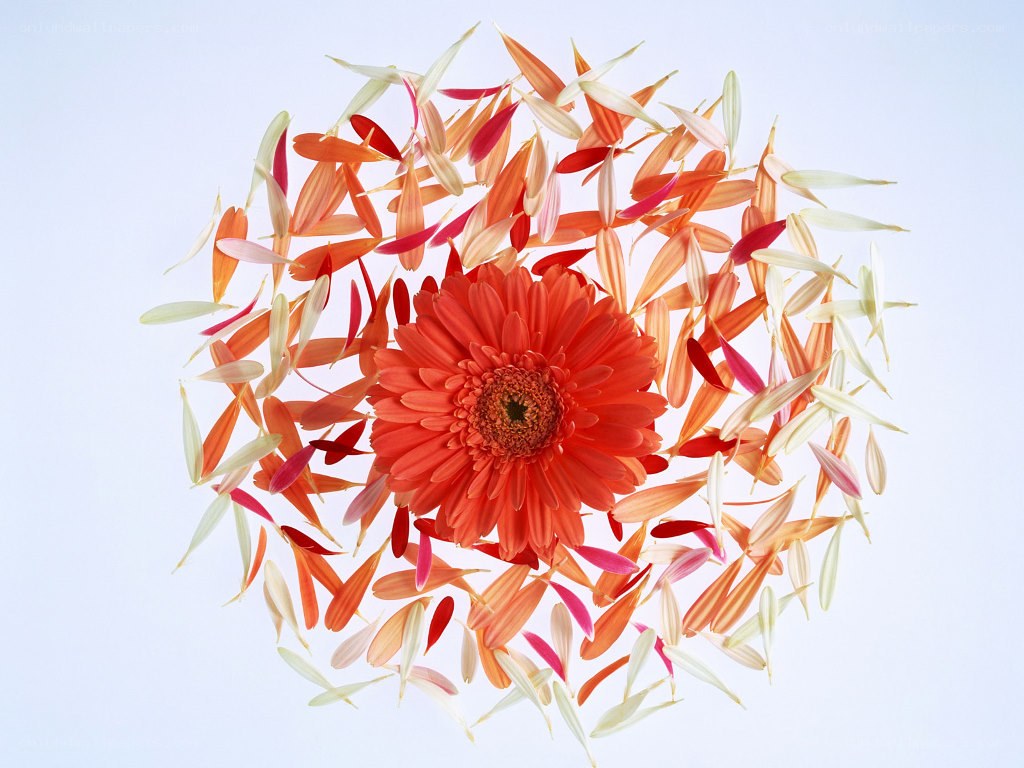 Red gerbera flower with petals