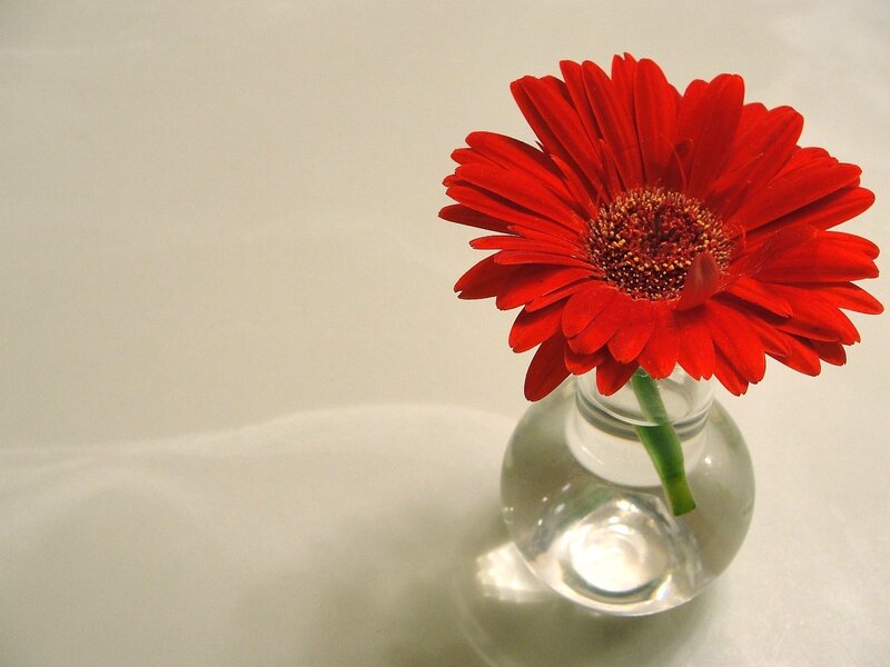 Red gerbera in a glass vase