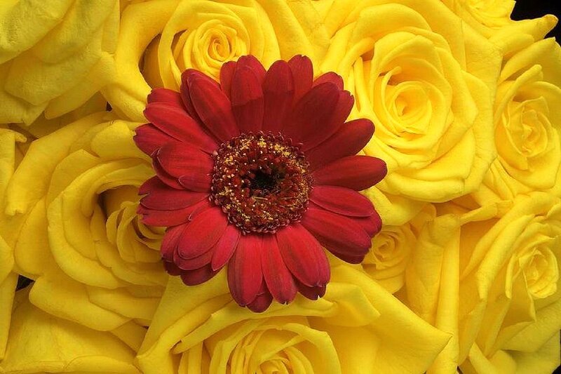 Red Gerbera on Yellow Roses