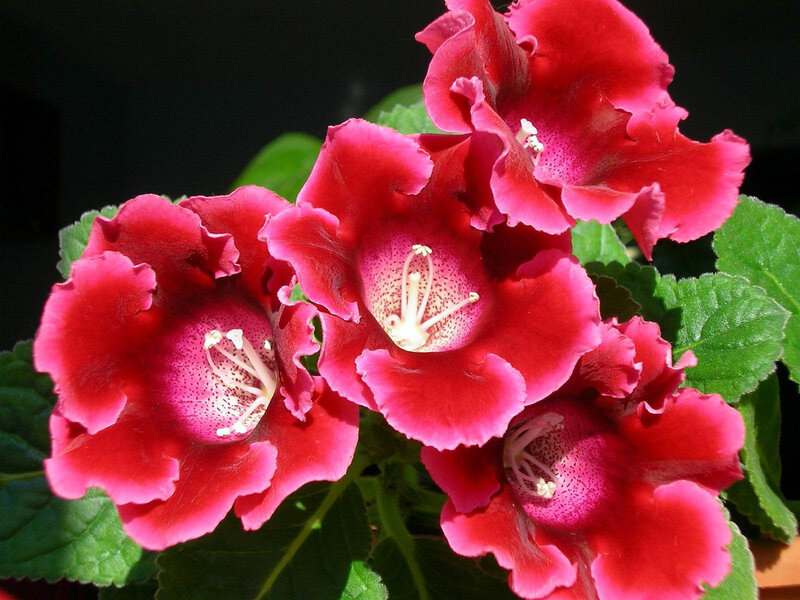 Red Gesneria Flowers