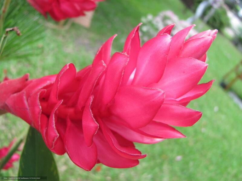 Red Ginger Flower — Natural