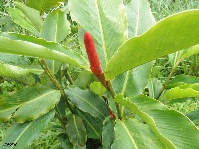 Red Ginger Flower