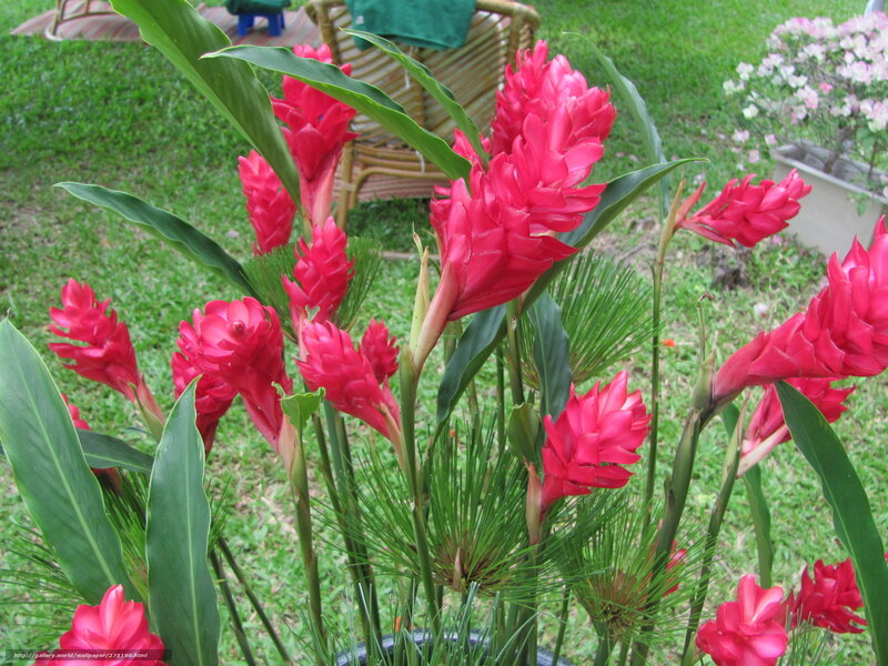Red ginger flowers in garden