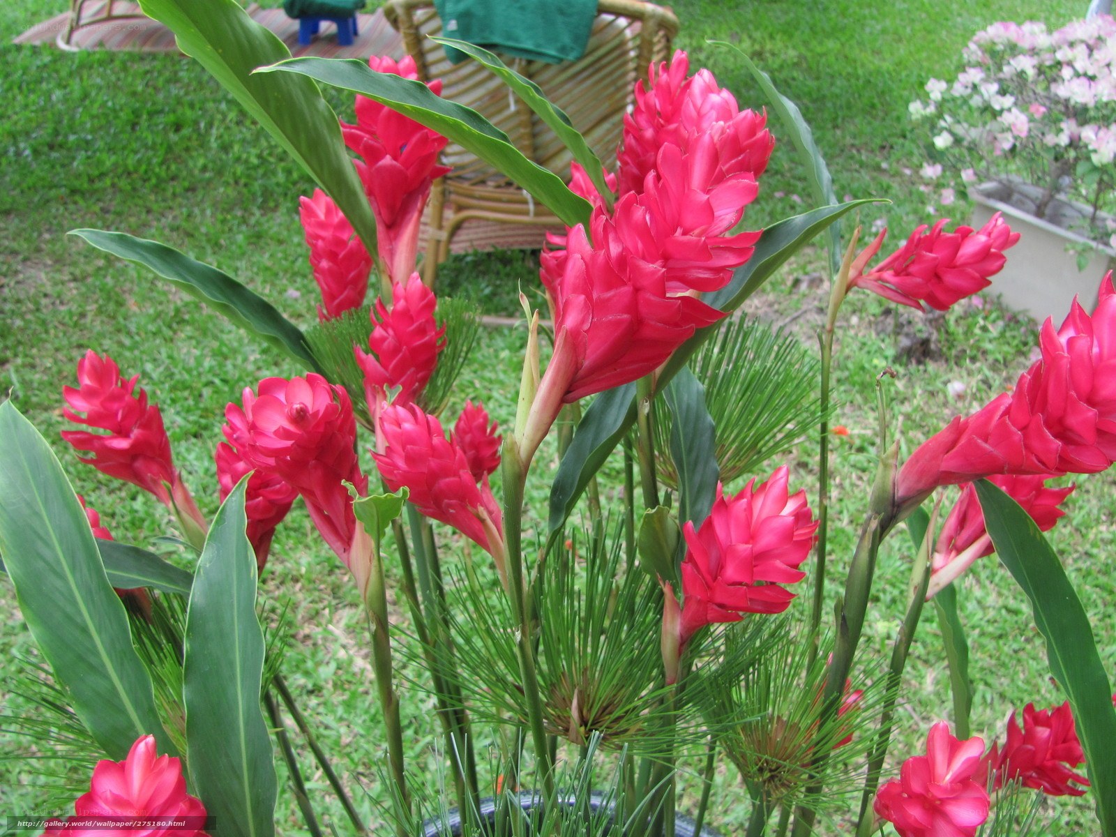 Red ginger flowers in garden