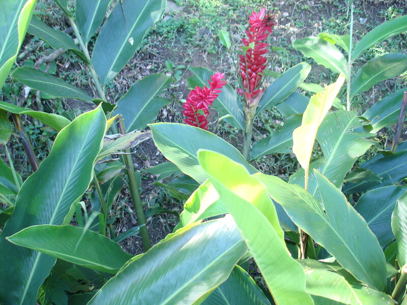 Red Ginger Flowers