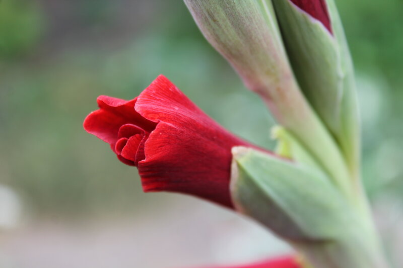 Red Gladiolus Flower — Calm, Photograph, Bud