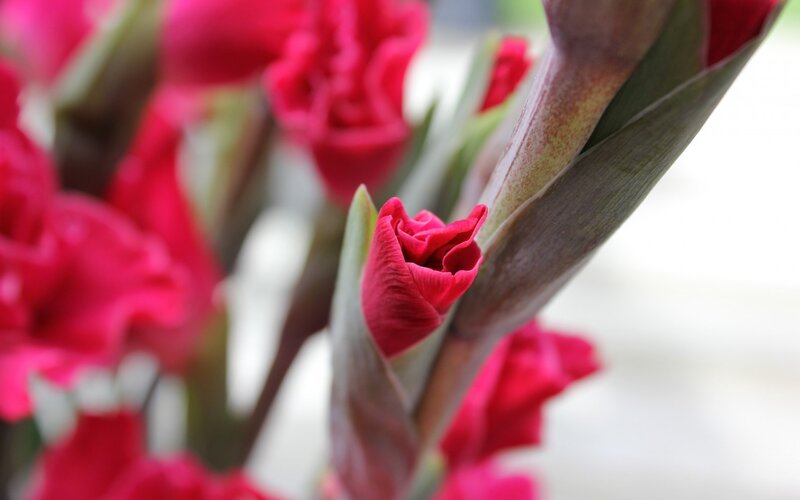 Red Gladiolus Flower — Calm, Photograph