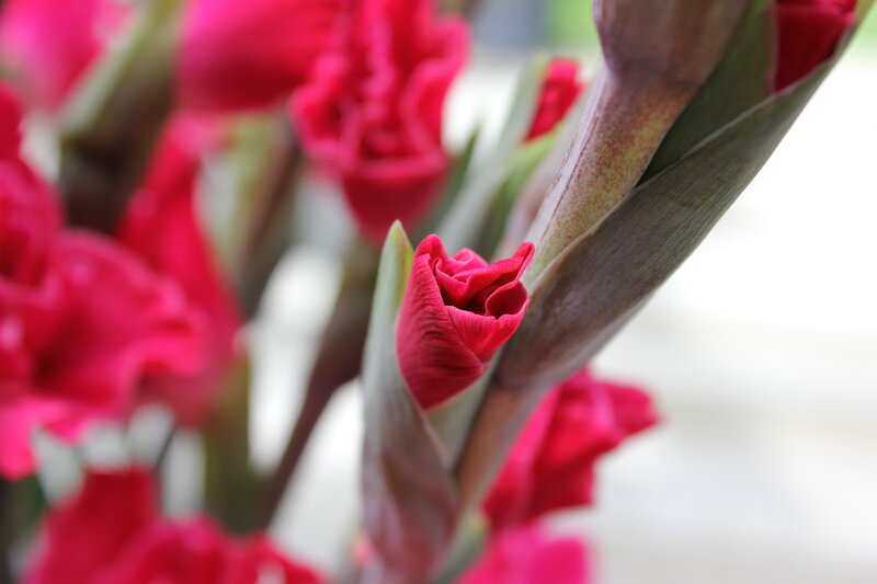 Red Gladiolus Flower — Calm