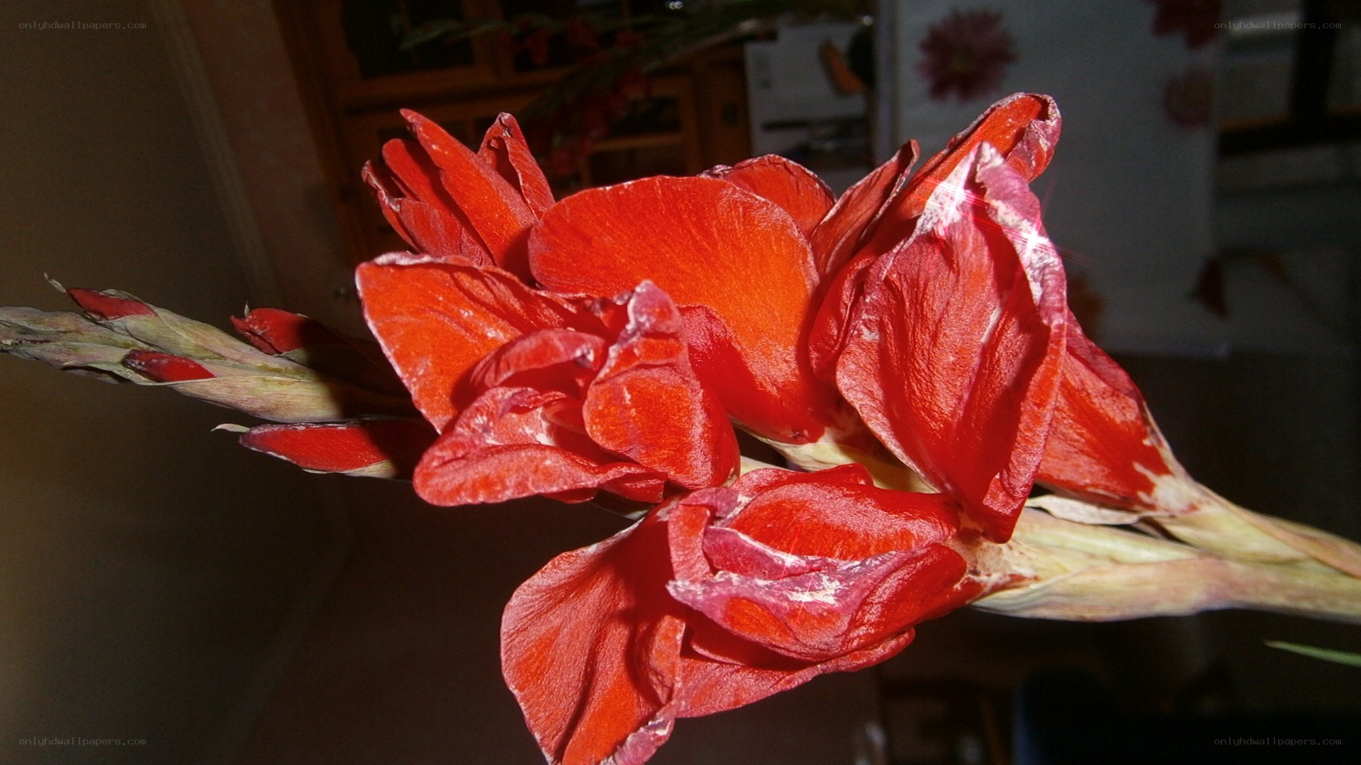 Red gladiolus flower close-up