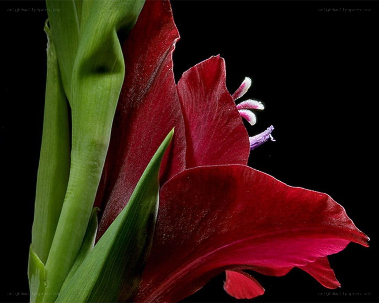 Red gladiolus flower close-up