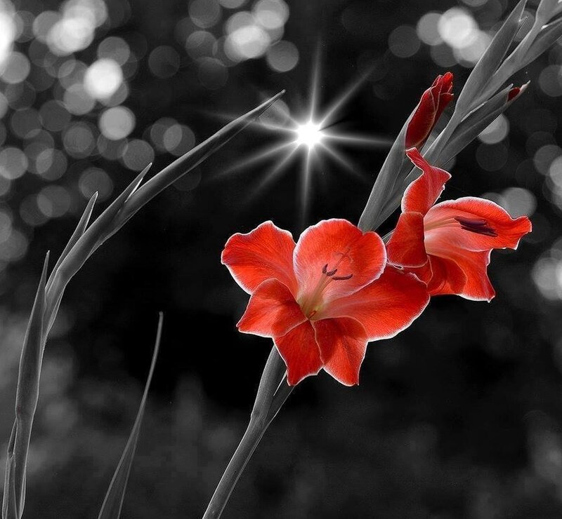 Red Gladiolus Flower — Dramatic, Photograph, Stem