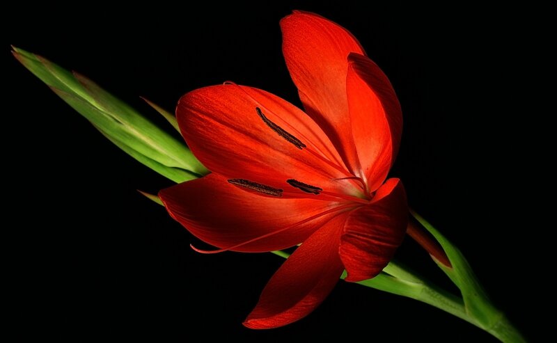 Red Gladiolus Flower — Dramatic
