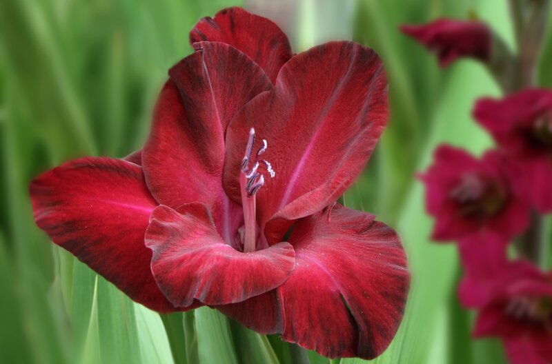 Red Gladiolus Flower — Natural