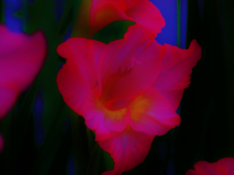 Red Gladiolus Flower