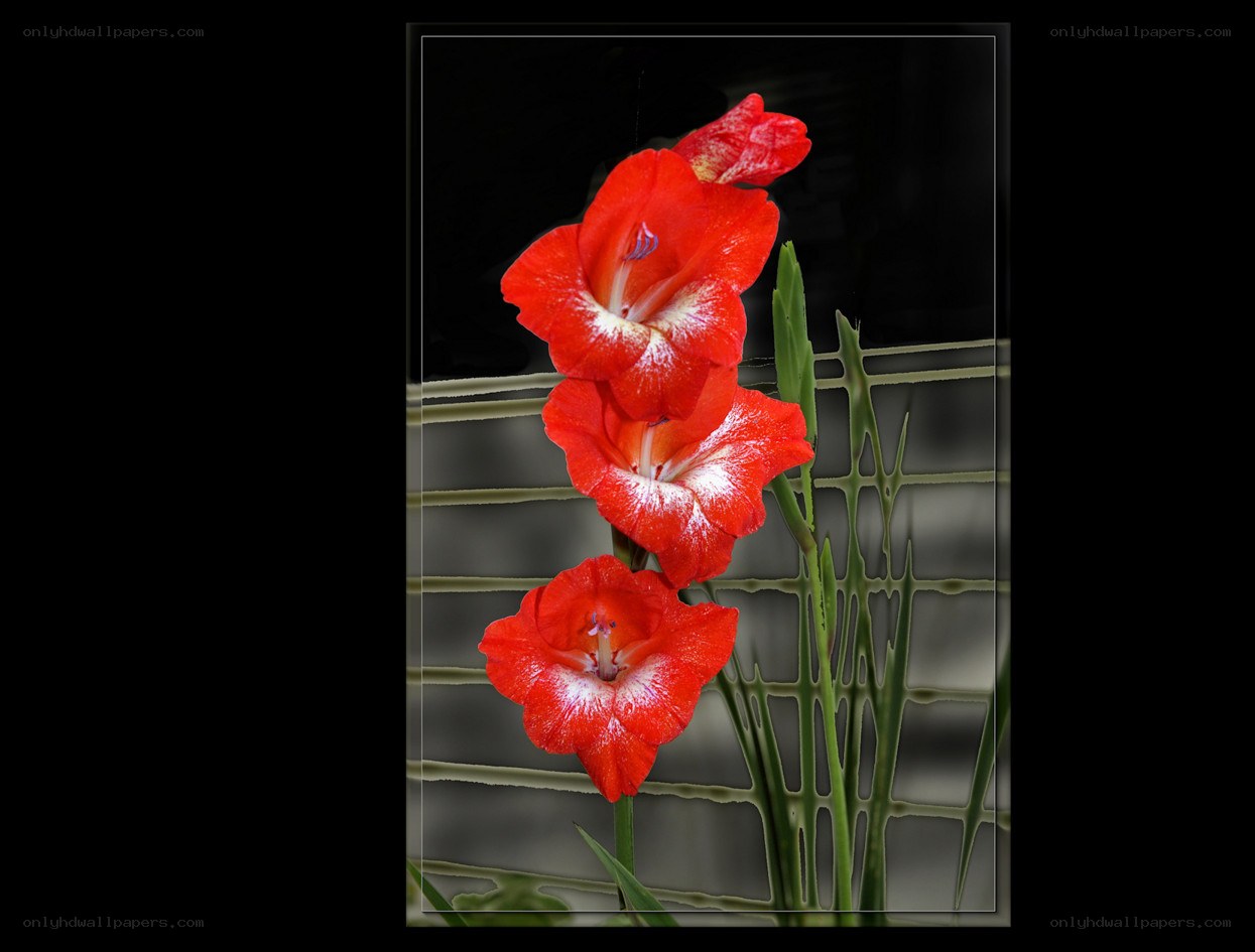 Red gladiolus flowers