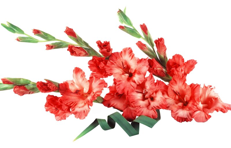 Red Gladiolus Flowers — Calm, Photograph, Green Stems