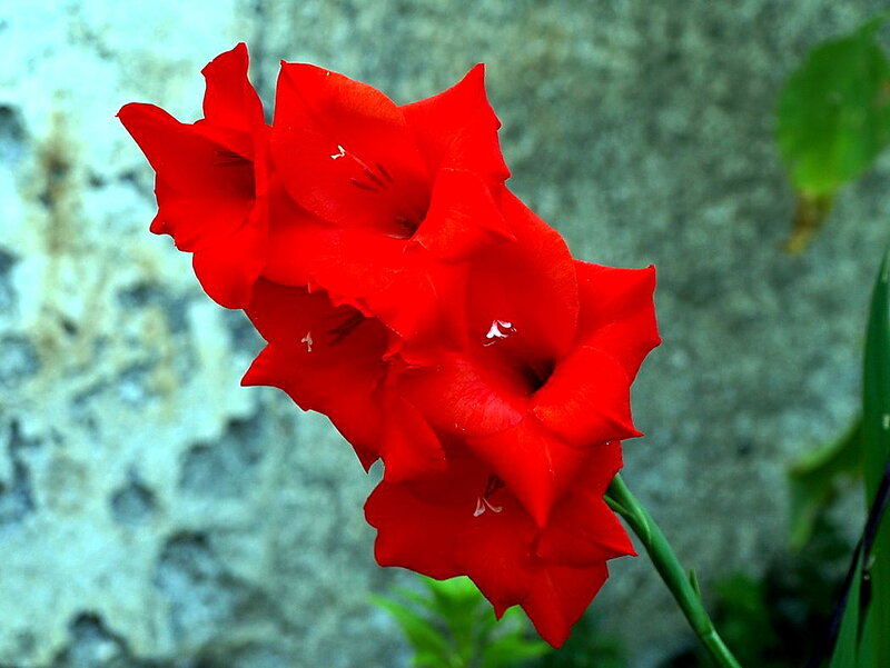 Red Gladiolus Flowers — Calm, Photograph