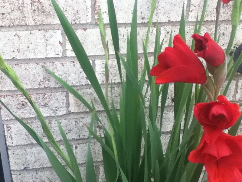 Red Gladiolus Flowers — Calm