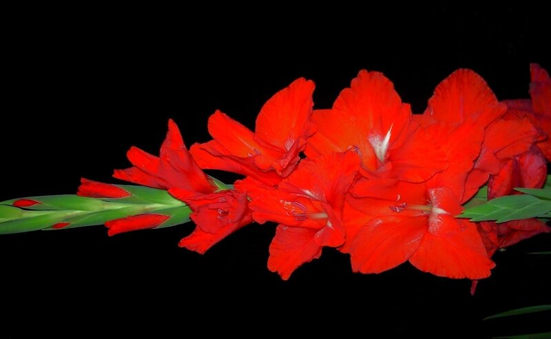 Red Gladiolus Flowers — Dramatic, Photograph, Flower