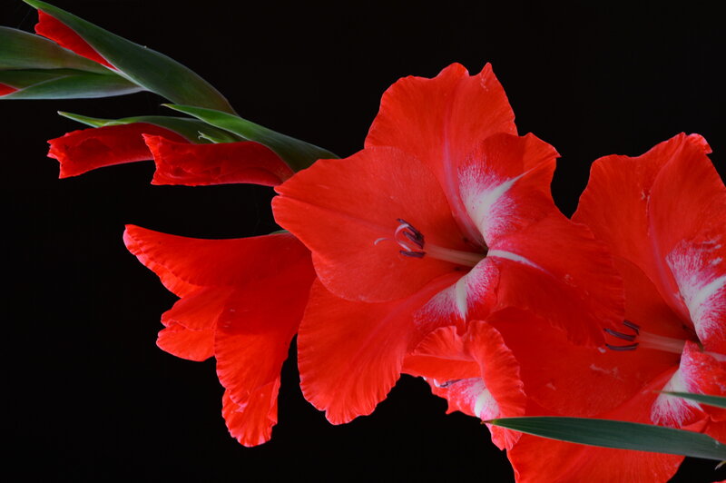 Red Gladiolus Flowers — Dramatic, Photograph, Green Leaves