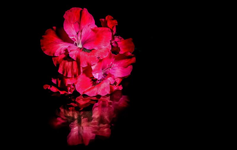 Red Gladiolus Flowers — Dramatic, Photograph