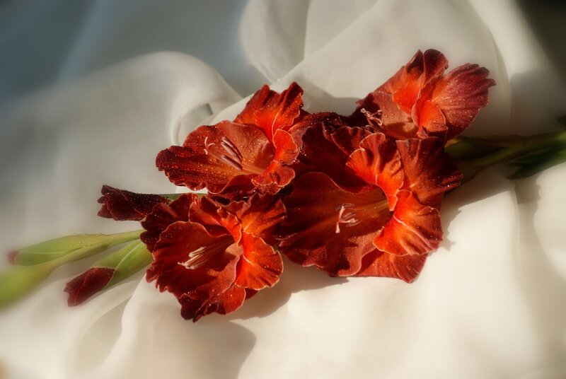 Red Gladiolus Flowers — Dramatic