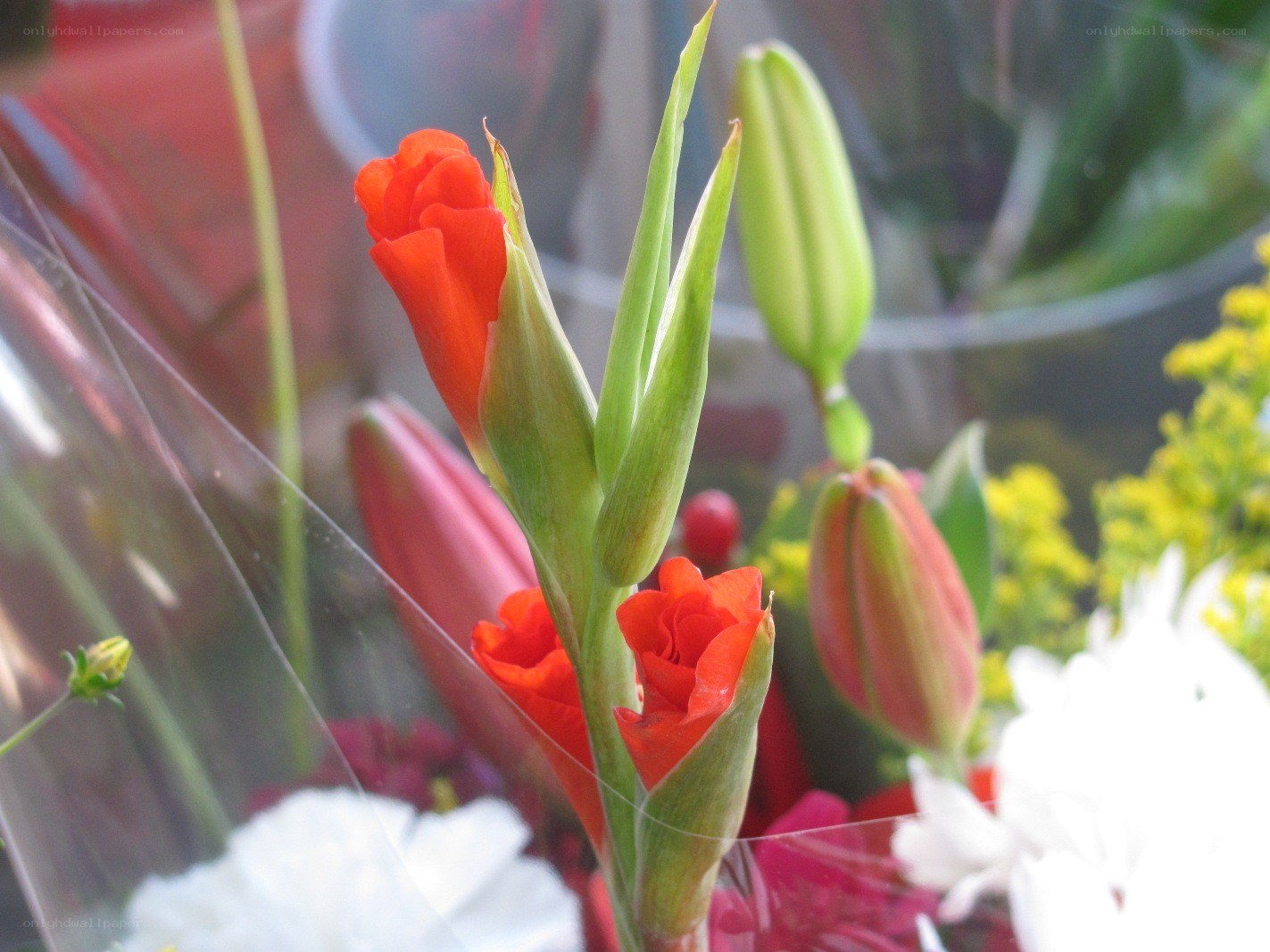 Red gladiolus flowers in bouquet