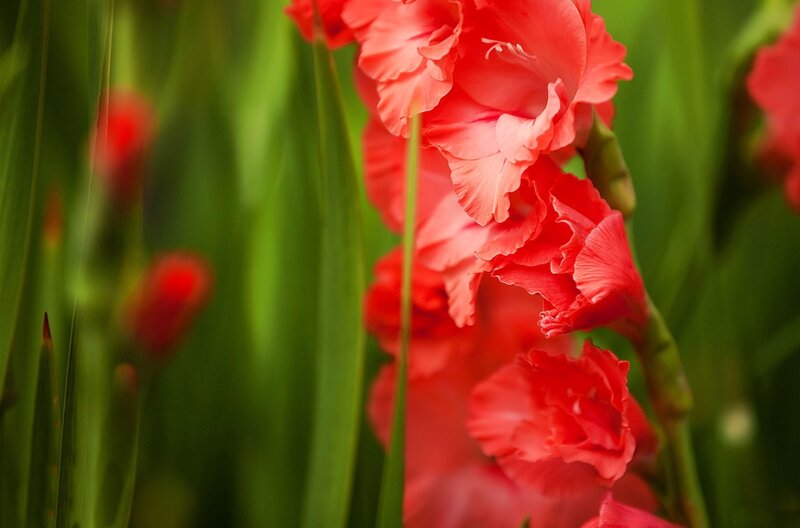 Red Gladiolus Flowers — Natural