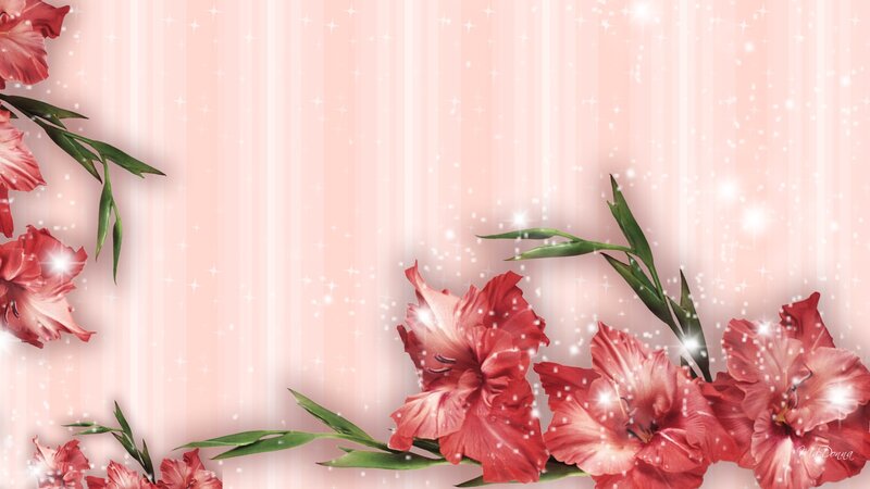 Red Gladiolus Flowers — Pink
