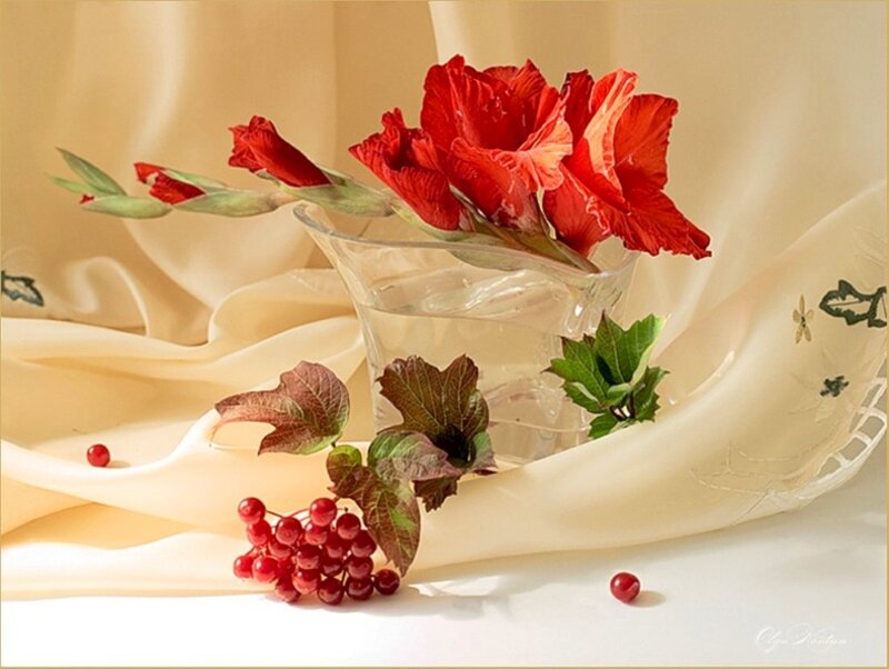 Red Gladiolus Flowers — Serene