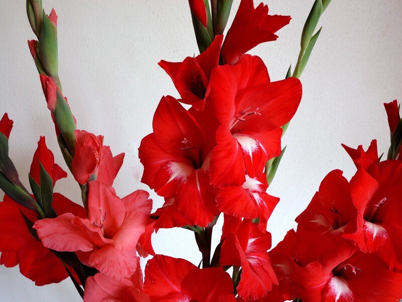 Red Gladiolus Flowers — Vibrant, Photograph