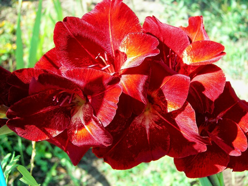 Red Gladiolus Flowers — Vibrant