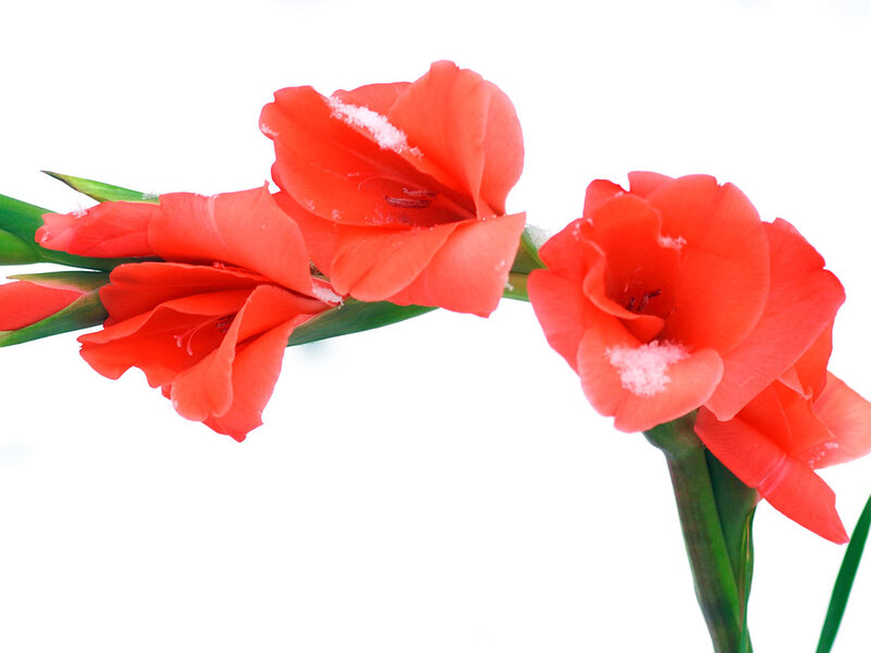 Red gladiolus flowers with snow