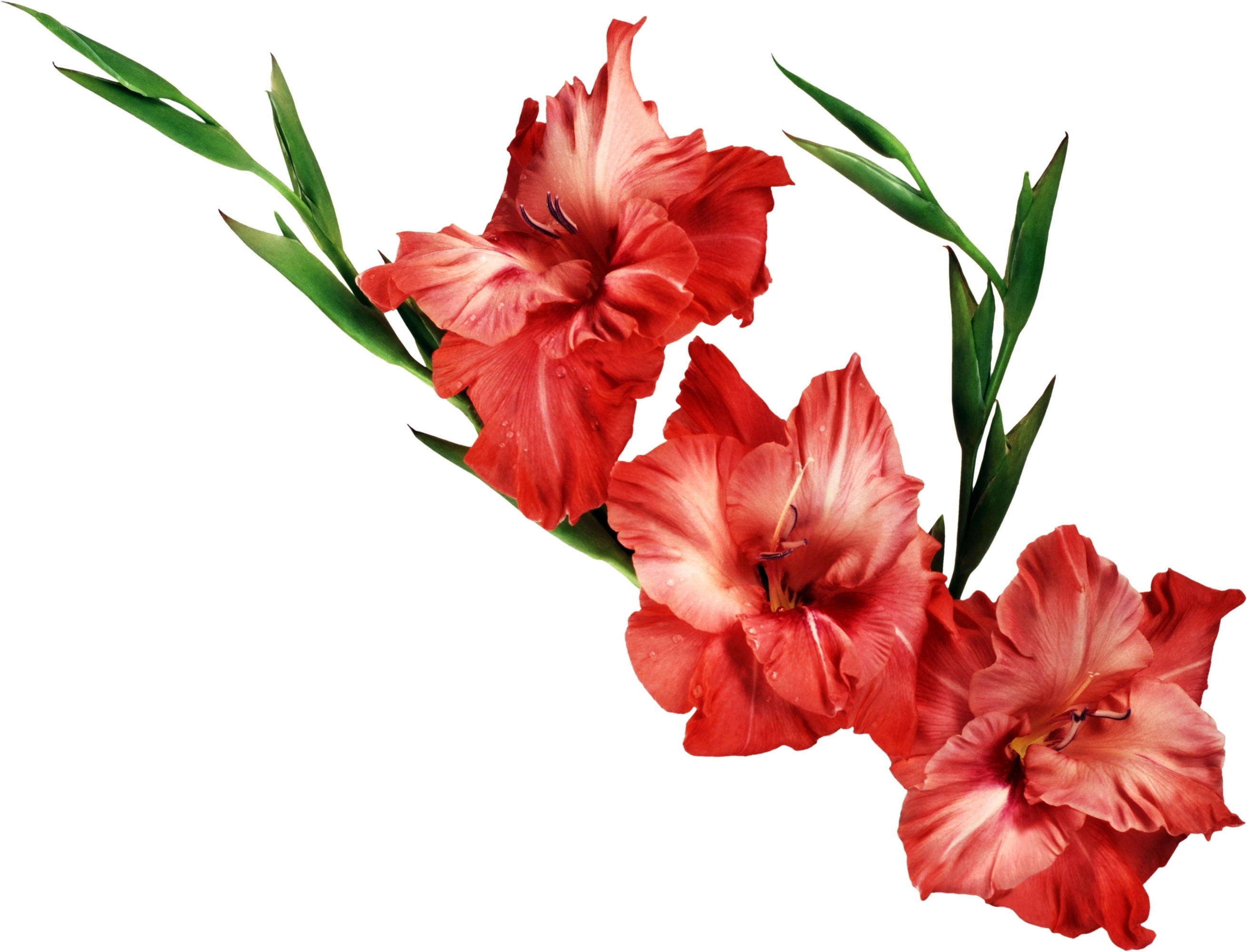 red gladiolus flowers