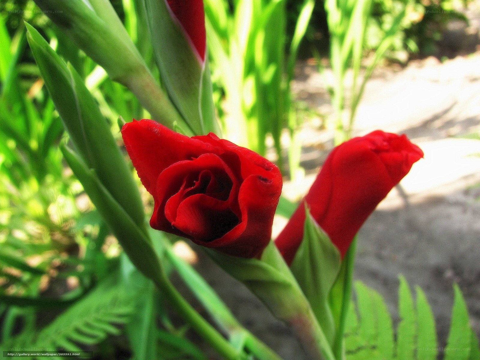 Red gladiolus in garden